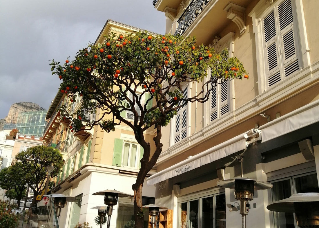 Did you know that the oranges are free in Monaco?
